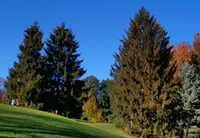 Red Cedar Trees