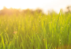 Organic Rice Field With Dew Drops