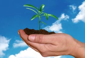 A hand holding a sprouting plant against a blue sky