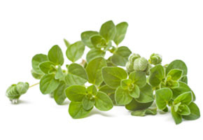 Twig of oregano on a white background